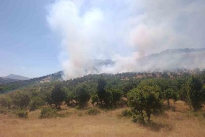 Diyarbakır’da ağaçlık alanda yangın: İtfaiye ve jandarmanın söndürme çalışmaları sürüyor