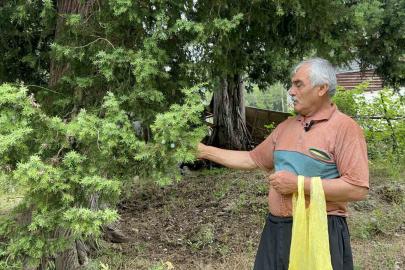 Doğadan topladığı andız çekirdeklerini koleksiyonluk tespihlere dönüştürüyor