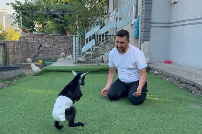Doğuştan engelli yavru keçiyi sahiplenip evlatları gibi büyütüyorlar