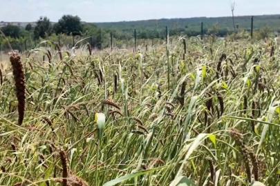 Edirne’de alternatif tarım atağı: Muhabbet kuşu yemi üretimi umut verdi