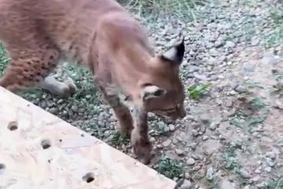 Edirne’de aracın bagajında iki vaşak ve serval ele geçirildi