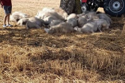 Edirne’de sağanak ve dolu yağışı: Yıldırım 30 koyunu telef etti, dolu çatılara zarar verdi