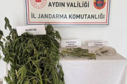 Efeler’de kenevir operasyonu