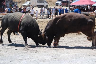Ege’nin pehlivan boğaları Germencik’te arenaya çıktı