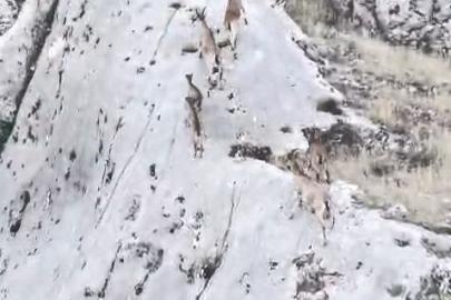 Elazığ’da dağ keçileri dronla görüntülendi