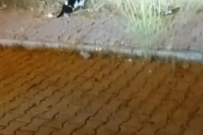 Elazığ’da kedi ile yılanın mücadelesi kamerada