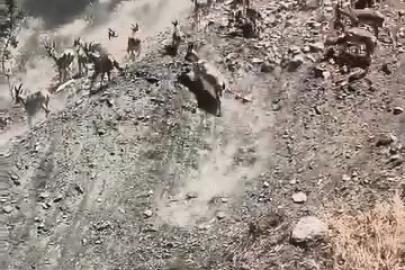 Elazığ’da sürü halinde dağ keçileri görüldü