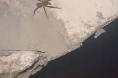 Elazığ’da zehirli sarıkız örümceği görüldü