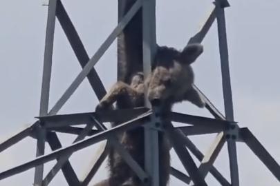 Elektrik direğine tırmanan ayı telef oldu