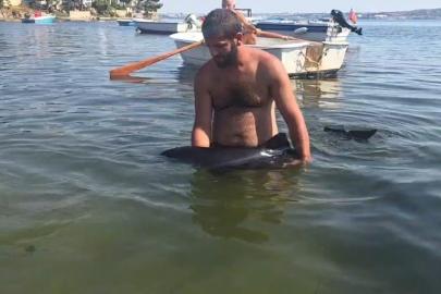 Erdek’te karaya vuran yavru yunus seferberliği