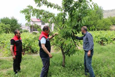 Erzincan’da kiraz hasadında bereketli sezon