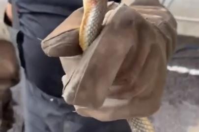 Feribottan inen araçtan yılan çıktı