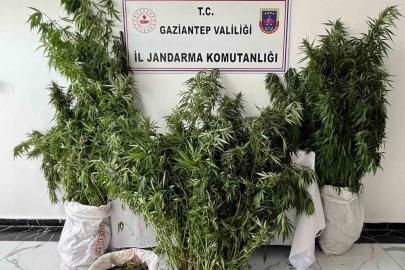 Gaziantep’te 215 kök kenevir ele geçirildi: 1 gözaltı