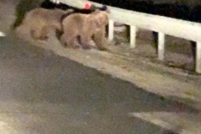Gece sürprizi: İki ayı yavrusu kamerada