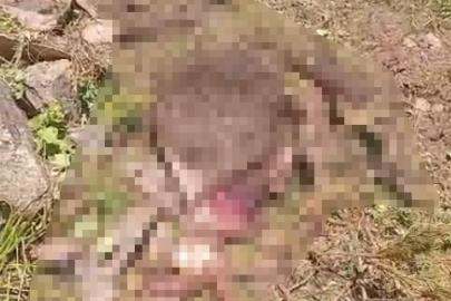 Gümüşhane’de kaybolan inek ayı tarafından parçalandı