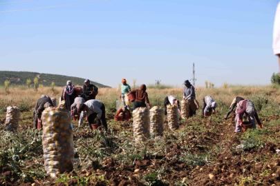 Hasadı başlayan patates fiyatıyla üreticilerin yüzünü güldürdü