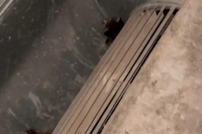 Havalandırma kazanına düşen 2 yavru kediyi öğretmen ve personel kurtardı