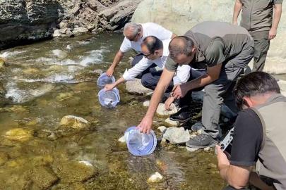 İki sel felaketinden etkilenen İlişi Çayı’na 15 bin alabalık salındı