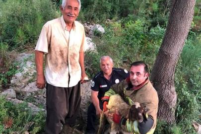 İskenderun’da dereye düşen koyun itfaiye ekiplerince kurtarıldı
