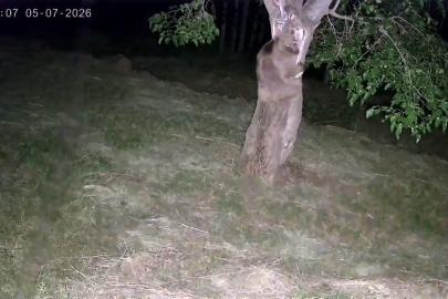 İspir’de ayı ve domuz sürüleri dut bahçelerini talan etti