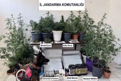 Jandarma ekiplerinin uyuşturucu ve sahte alkol denetimleri sürüyor