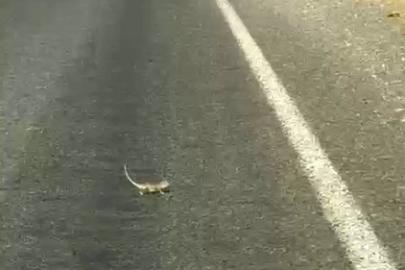 Kahramanmaraş’ta bukalemuna yol veren sürücü güldürdü