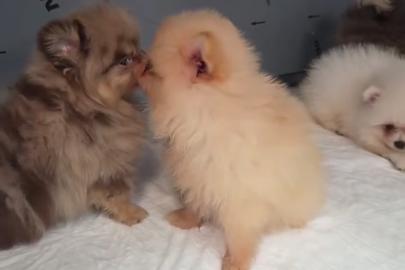 Kapıkule’de kaçak yollarla yurda sokulmak istenen 5 yavru köpek ele geçirildi
