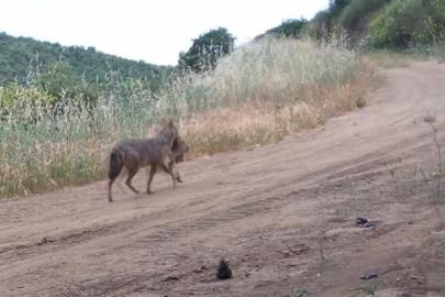 Karaca, kurt, porsuk ne ararsan var... Ağzında karaca taşırken görüntülendi