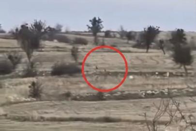 Karacaların hızını gören vatandaşlar hayrete düştü