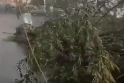 Kars’ta fırtına çatıları uçurdu, ağacı kökünden söktü