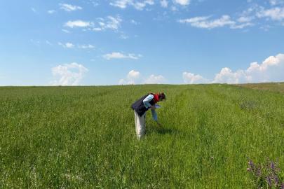Kars’ta yem bitkileri tespit çalışmaları aralıksız sürüyor