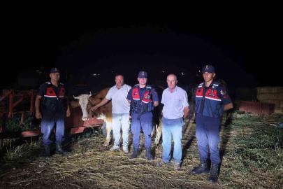 Kayıp büyükbaş hayvan jandarma tarafından bulundu