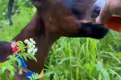 Keçinin bardaktan çay içtiği görüntüler herkesi tebessüm ettirdi