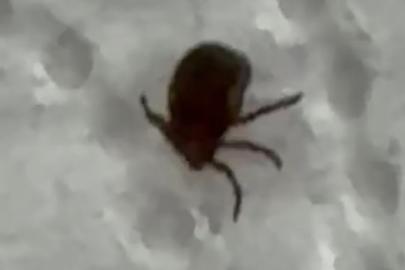 Kenenin ısırdığı vatandaş kontrol amacıyla hastaneye başvurdu