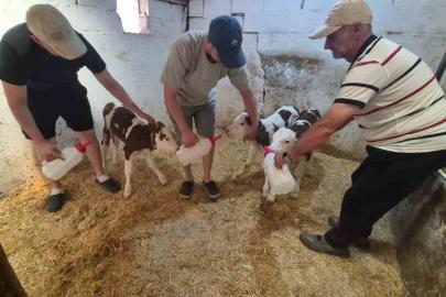 Kırklareli’nde şaşırtan doğum: Bir inek üçüz doğurdu