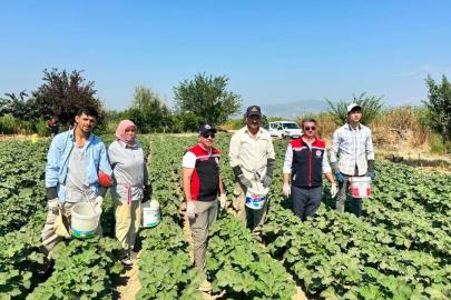 Koçarlı, Aydın’ın bamya üretimindeki liderliğini sürdürüyor