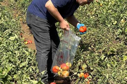 Köşk’te domateste hasat öncesi ilaç kalıntısı denetimi başladı