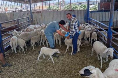 Köşk’te küçükbaş hayvanlar kayıt altına alınıyor