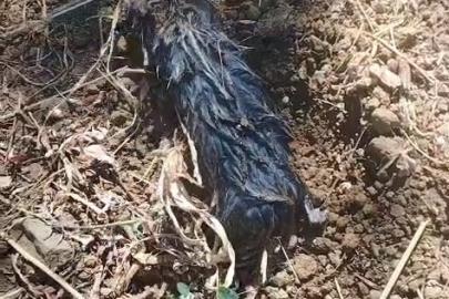 Köstebek sandı, gerçek çok başka çıktı