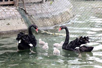 Kuğulu Park yavru kuğularıyla ilgi çekiyor
