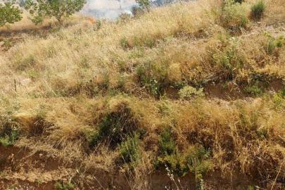 Kurtalan’da fıstık bahçesinde çıkan yangında 95 ağaç kül oldu