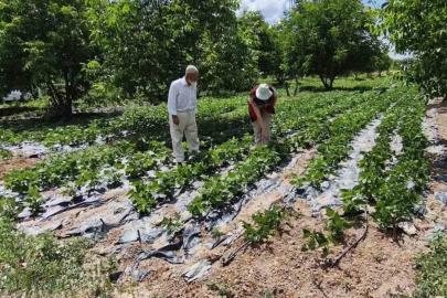 Kütahya’da nohut ve barbunya demonstrasyon alanlarında inceleme