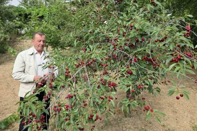 Kütahyalı vişne üreticileri taban fiyat ve fiyat istikrarı istiyor