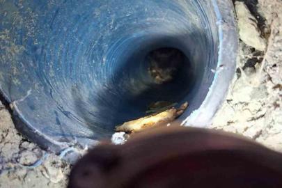 Kuyuya düşen yavru köpek kurtarıldı