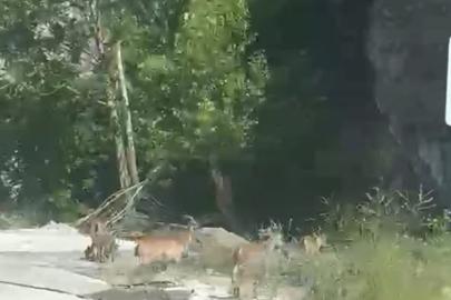 Malatya’da yaban keçileri karayolunda görüntülendi