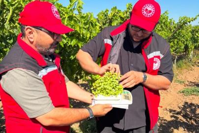 Manisa bağlarında hasat öncesi rekolte saha çalışmaları başladı