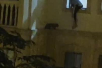 Mardin’de mahsur kalan kedi kurtarıldı