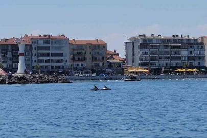 Marmara’nın sürpriz misafirleri: İki yunus teknenin yanında görüntülendi