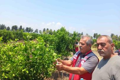 Narenciye bahçelerinde faydalı böcek salımı yapıldı
