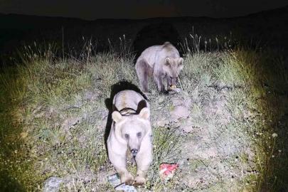 Nemrut Kalderası’nın simgesi ayılar yeniden ortaya çıktı